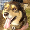 Bandi